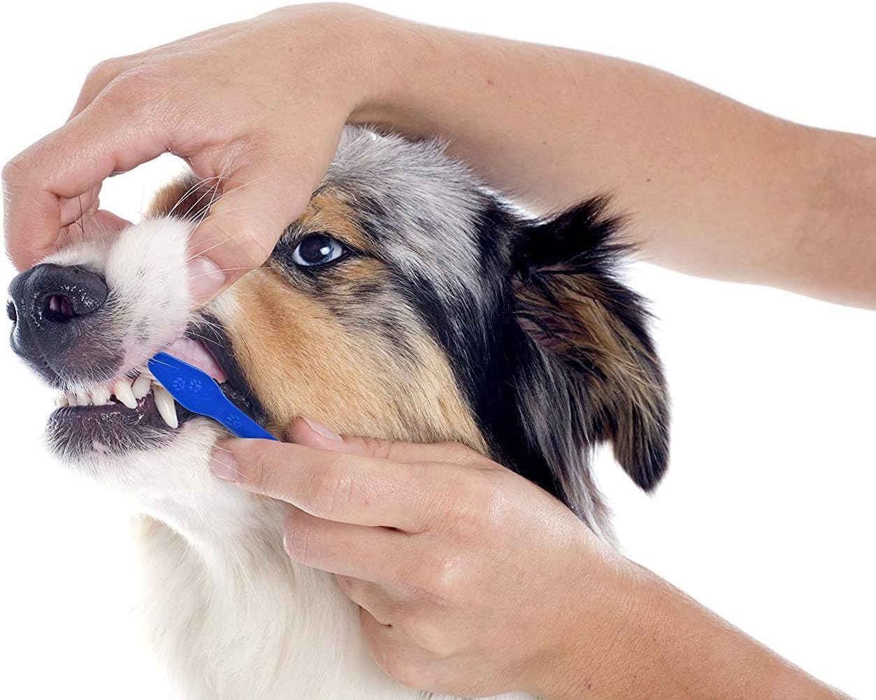 LOVINPUP materiales duraderos garantizan cepillados repetidos con confianza