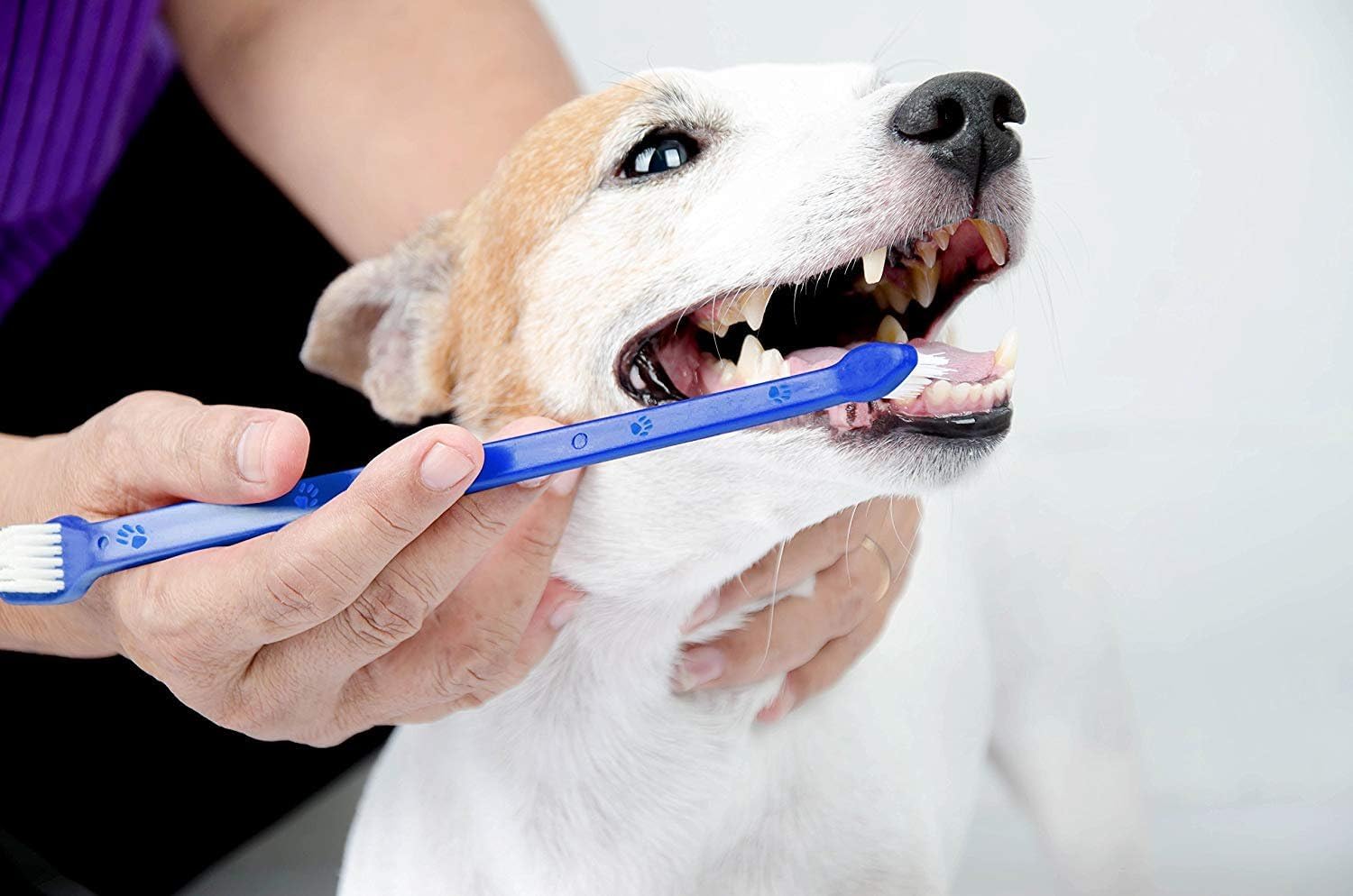 LOVINPUP uso diario en casa mejora la rutina dental de tu mascota