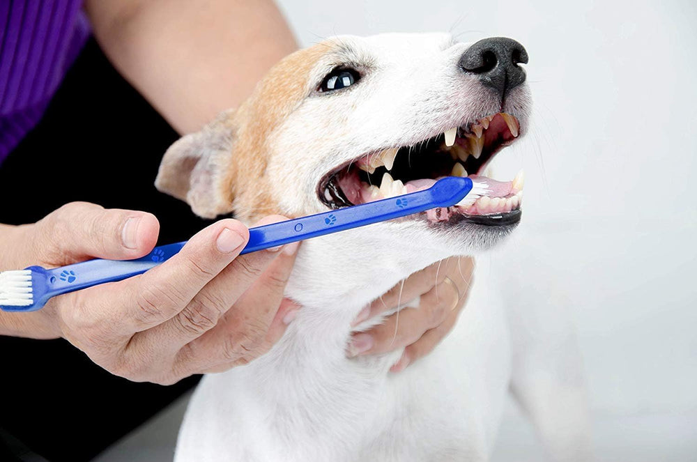 LOVINPUP uso diario en casa mejora la rutina dental de tu mascota