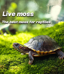 LUCKYRUNES Musgo vivo en terrario: cobertura suave para sustrato estable.
