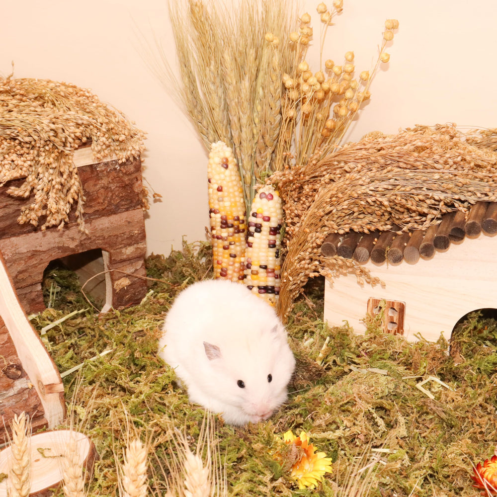 LUVCOSY accesorios mordisqueables, juguetes comestibles para roedores pequeños.