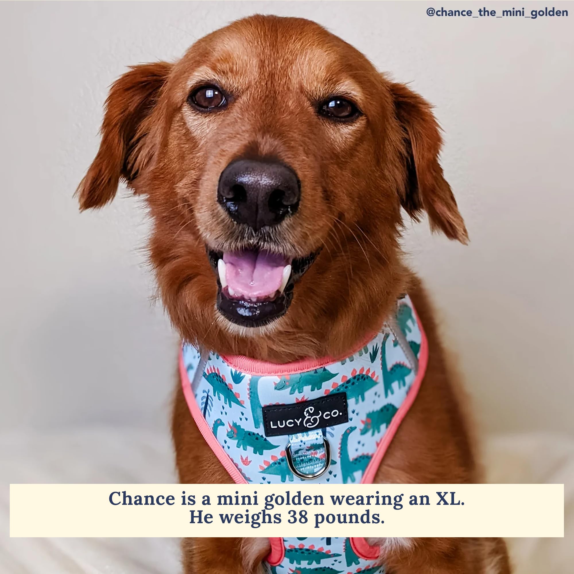Bordes reflectantes para caminatas seguras con DinoROAR Lucy & Co.