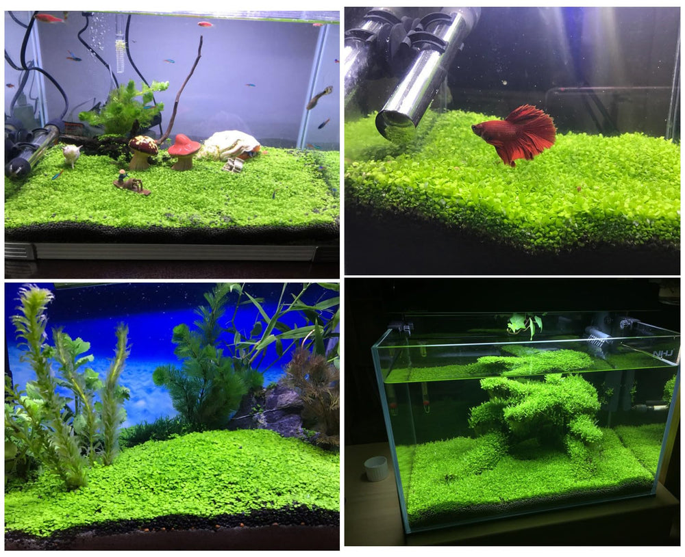 LUKAWES plantas de acuario, fondo verde natural, mejora la estética.