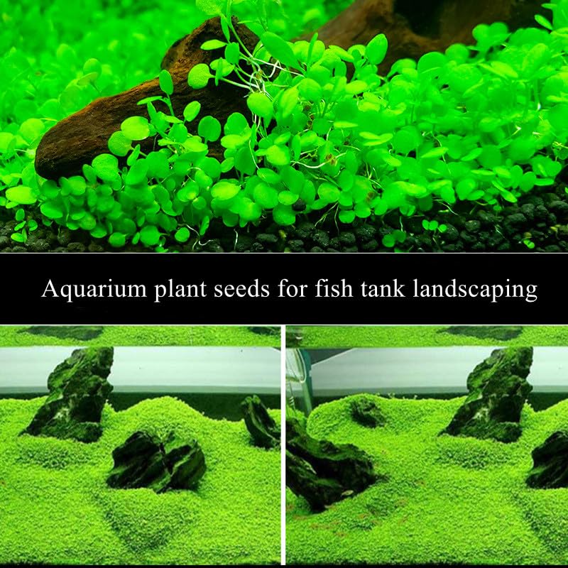 LUKAWES dos-pack plantas acuario: crecimiento rápido para una alfombra subacuánea.