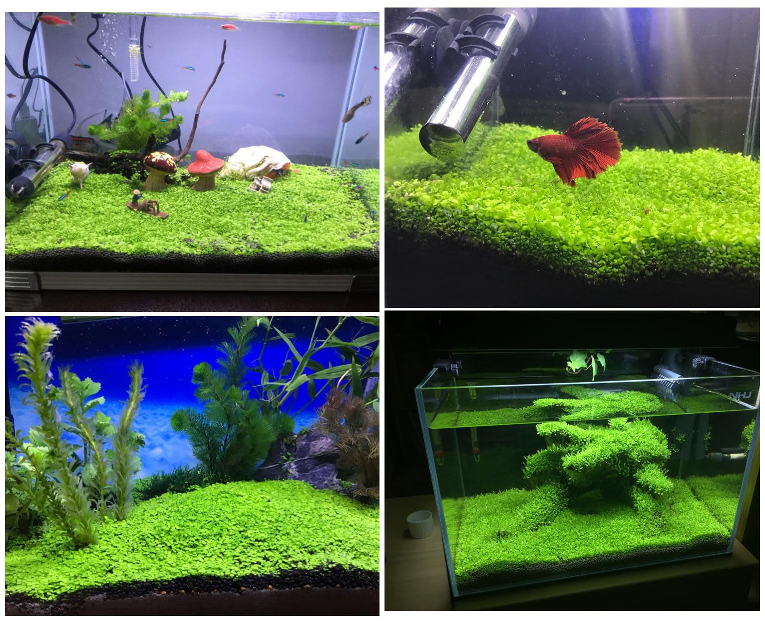 LUKAWES dos-pack plantas acuario: seguras para peces y aportan oxígeno.