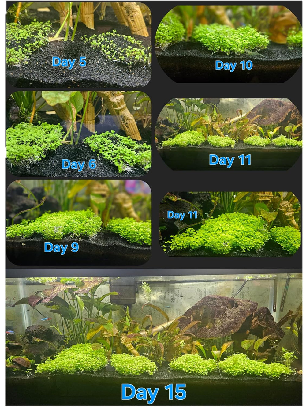 LUKAWES dos-pack plantas acuario: set de plantas para paisajes naturales.