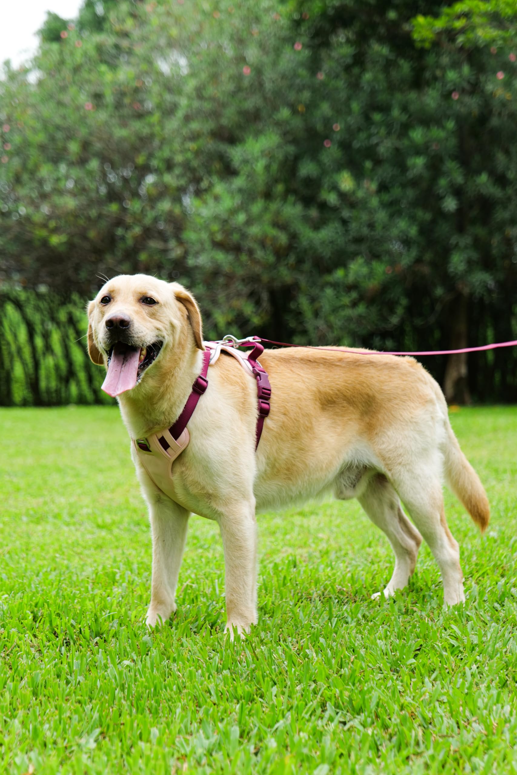 Reflectivo LULUPET para visibilidad nocturna durante paseos.