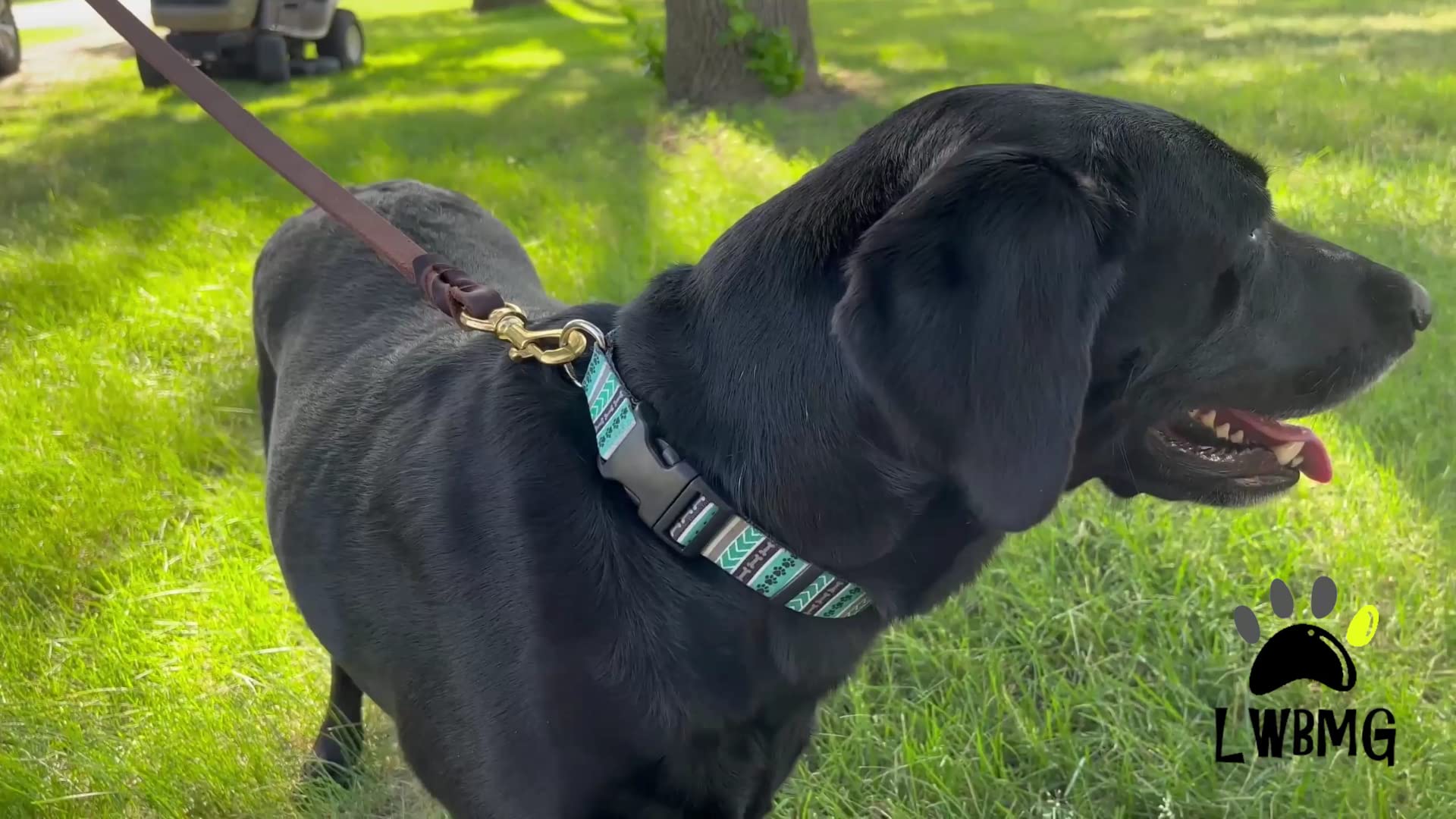 LWBMG compatibilidad para perros de distintos tamaños, mayor versatilidad.