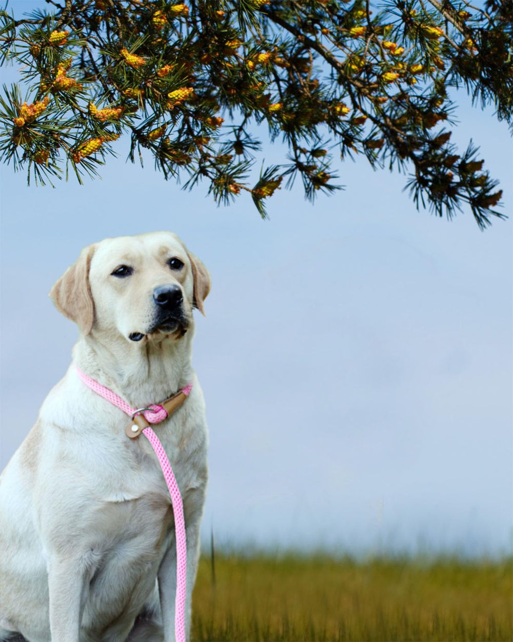 Lynxking laisse glissante pour chien: idéal pour les sorties en plein air et l'entraînement