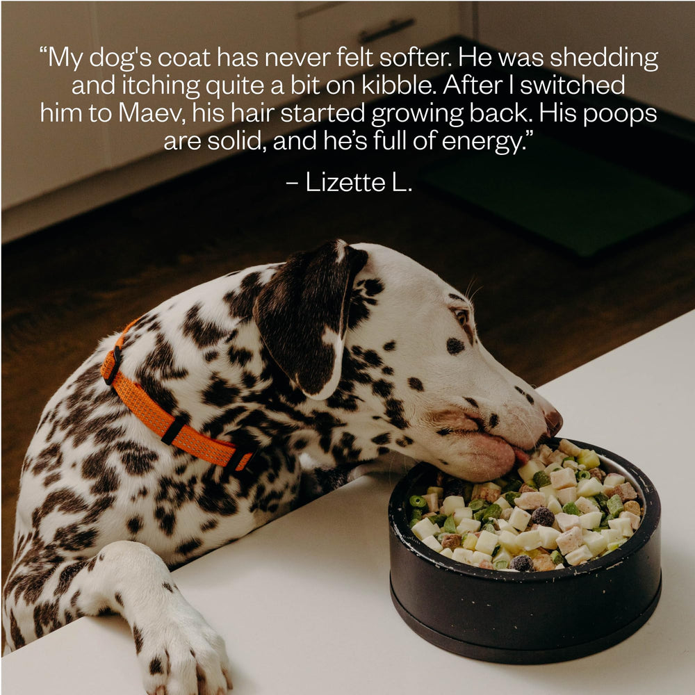 Maev: alta proteína con pollo real para perros activos y sanos