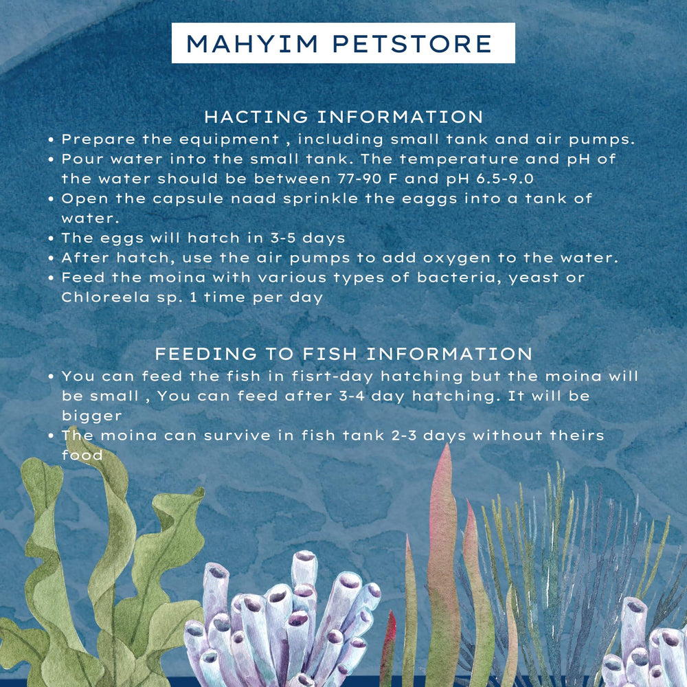 MAHYIM Moina Macrocopa: alimento vivo de alto contenido proteico para peces