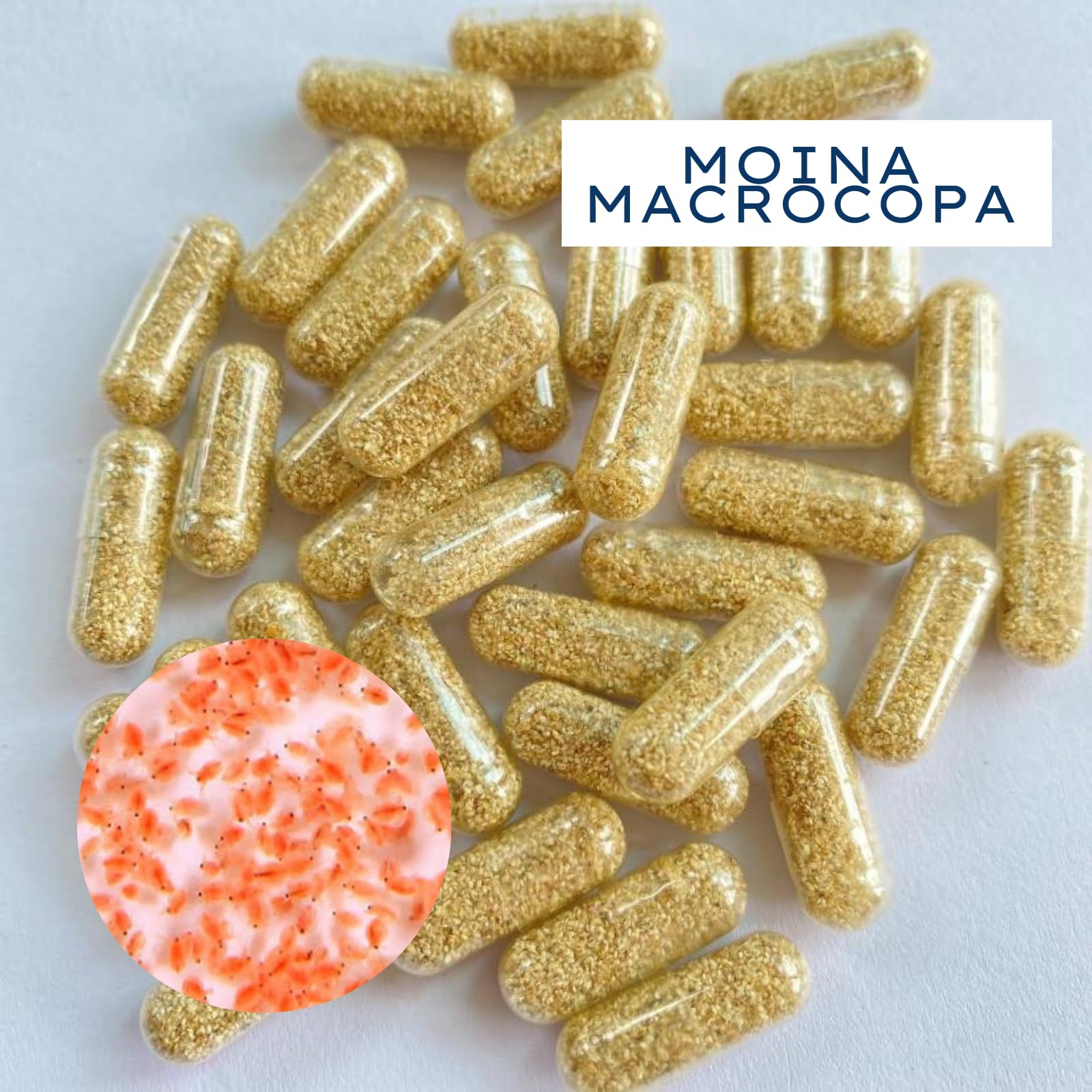 MAHYIM Moina Macrocopa: cápsulas de dos unidades para alimentar peces