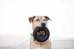 Mammoth TireBiterII: juego interactivo prolongado para perros activos.