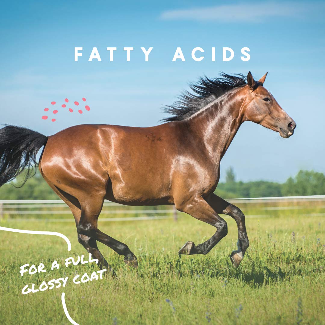 Caballo en el campo con buena condición gracias a Manna Pro Cool Calories 100