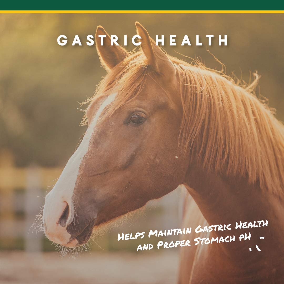 Manna Pro Corta-Flx U-Gard Pellets, caballo comiendo, apoyo estable de alimentación.