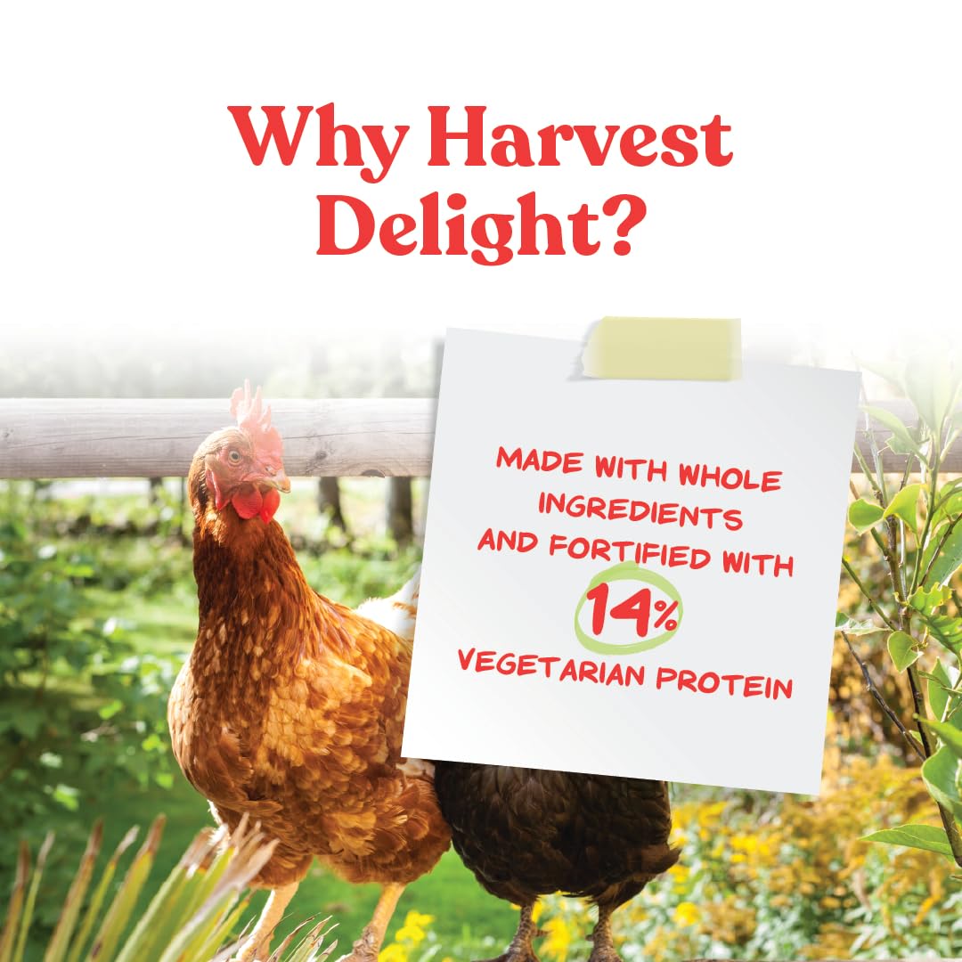 Manna Pro Harvest Delight: pollos-comiendo, recompensa sabrosa que incentiva la actividad diaria.