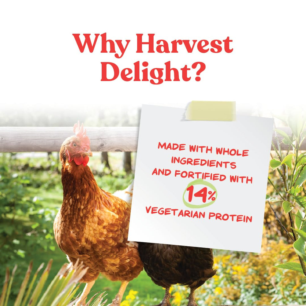 Manna Pro Harvest Delight: pollos-comiendo, recompensa sabrosa que incentiva la actividad diaria.