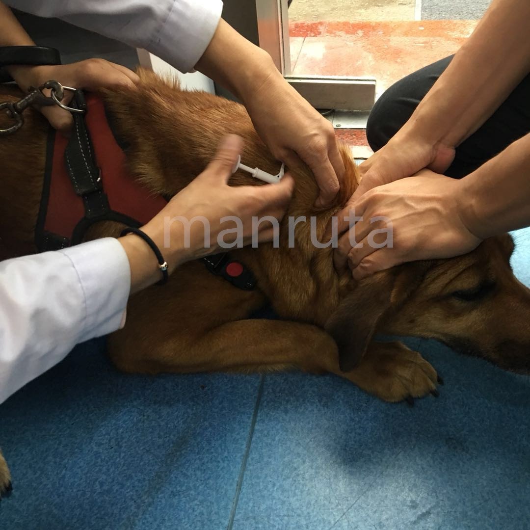Manruta pack de 20 microchips, opción económica para varias mascotas.