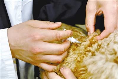 Manruta: reencuentro de mascota gracias al microchip.