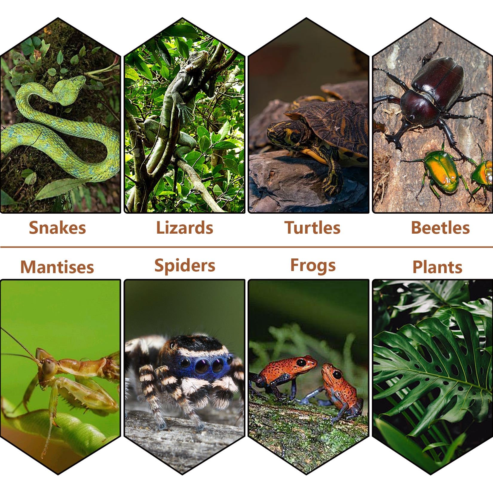 MAQIHAN vermiculita usos amplios: plantas y hábitats de reptiles.