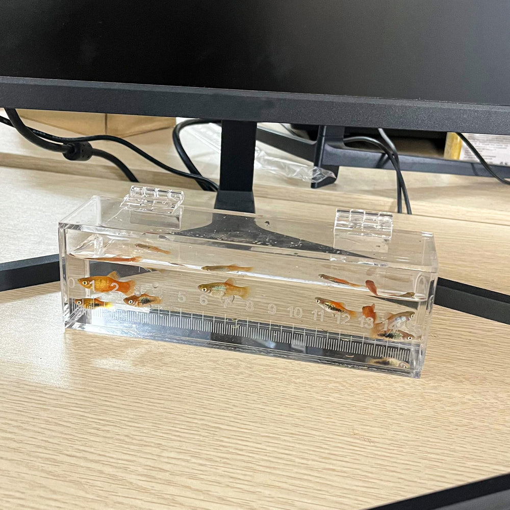 Marsrut caja para incubar huevos de peces, ofrece compartimentos seguros
