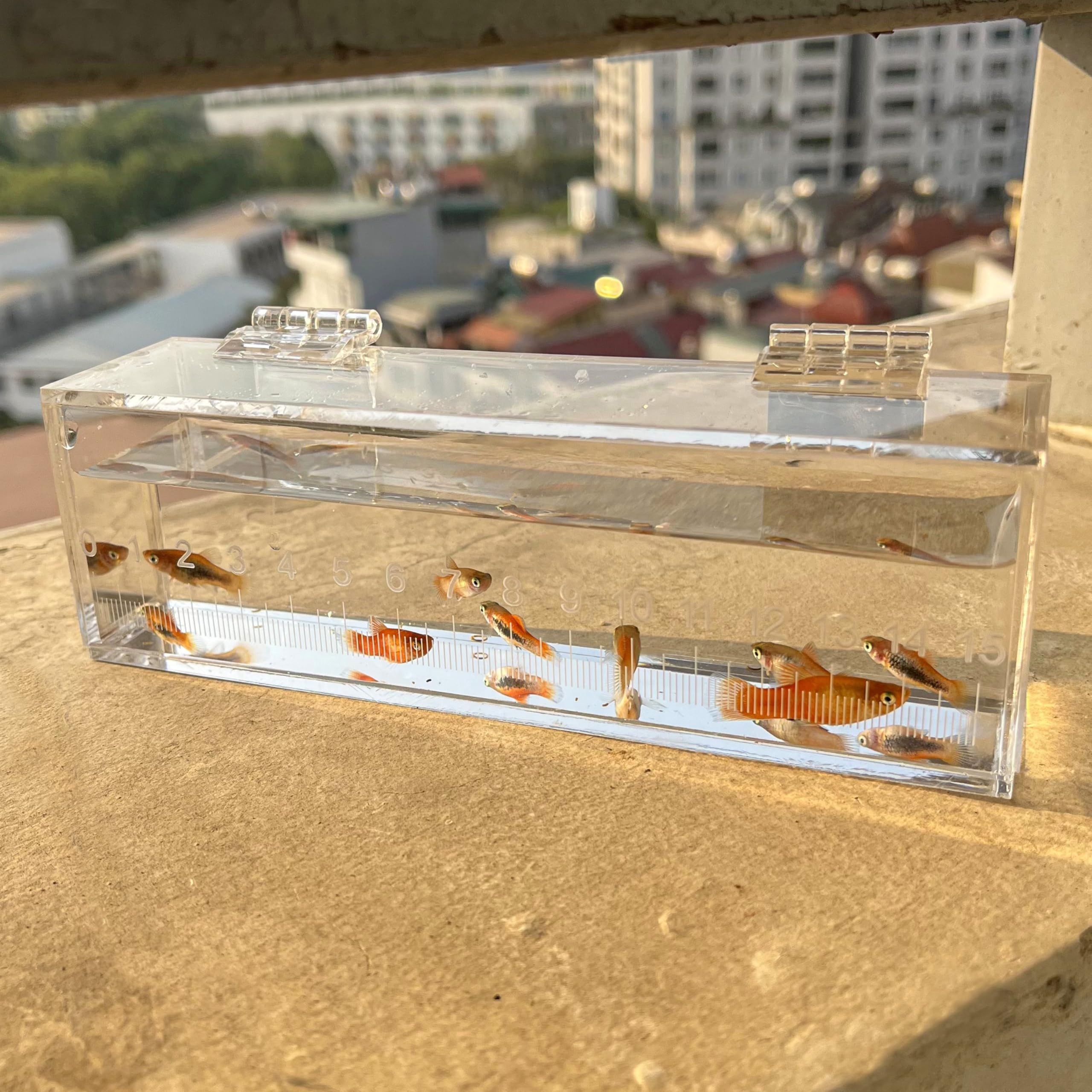 Marsrut caja para uso exterior, perfecta para observar peces fuera del acuario