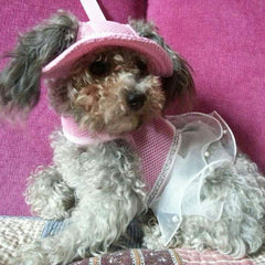 MaruPet sombrero pequeño, diseño adorable para salidas diarias