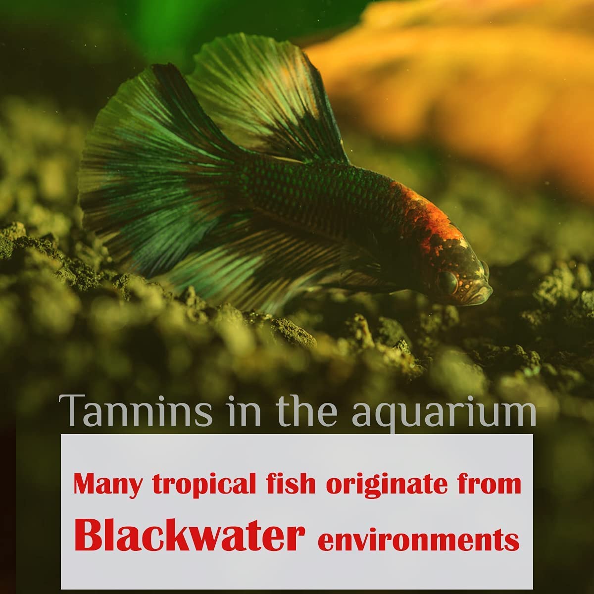 Utilisation facile: ajouter quelques feuilles MATCHIMAA dans l'aquarium.