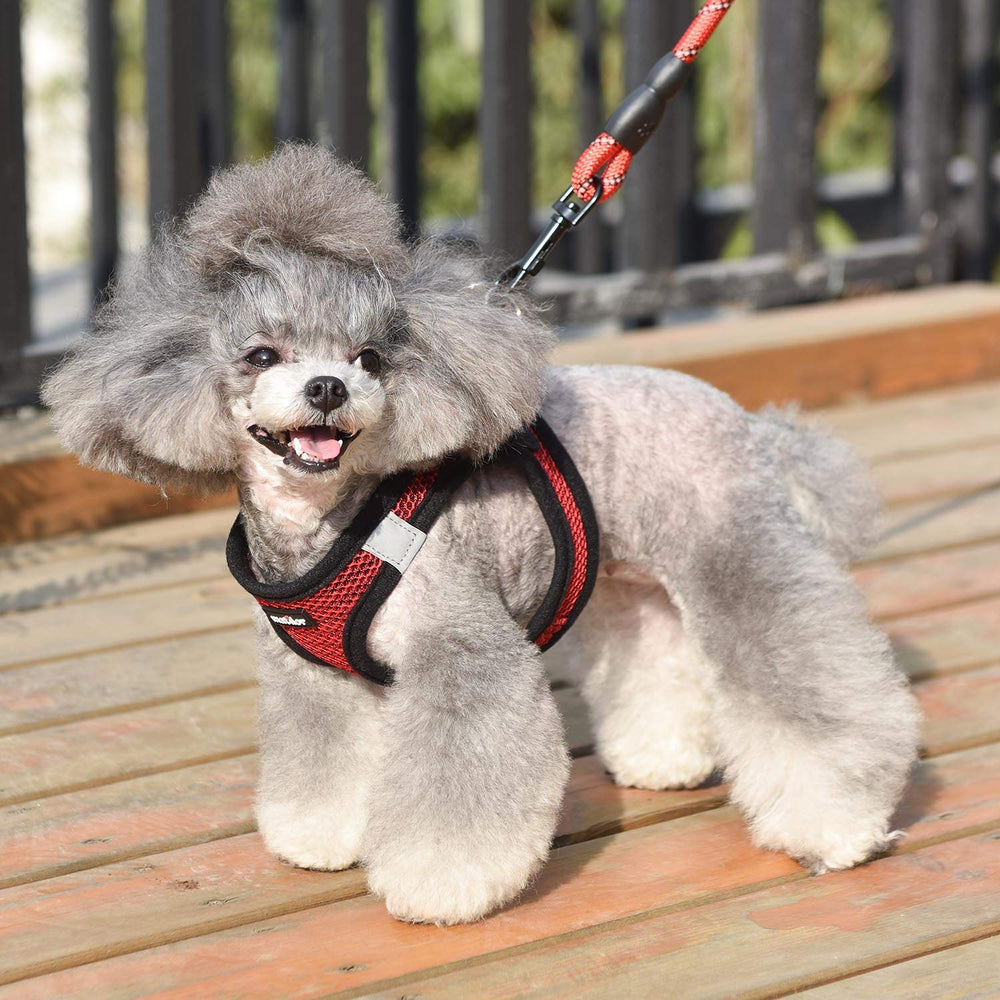 Harnais Matilor rouge pour chiens petits et moyens, parfait pour les activités quotidiennes.