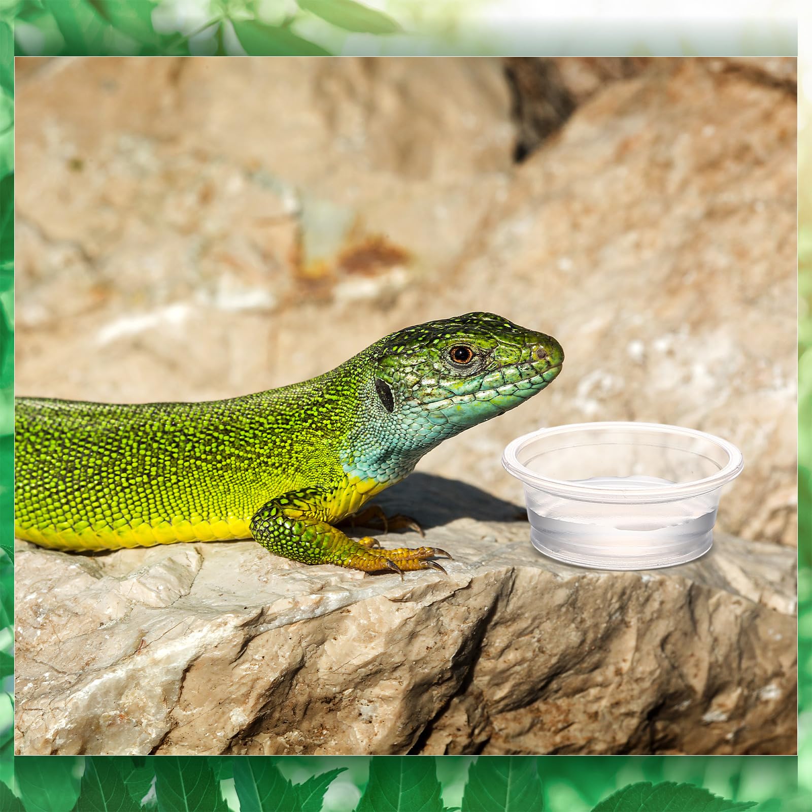 Maxcheck cuencos transparentes para geckos ver cuánta comida queda