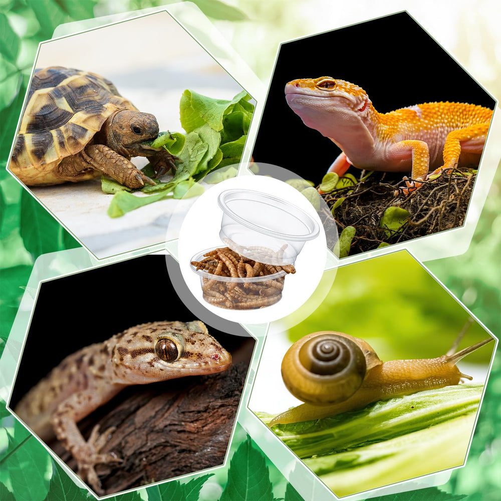 Maxcheck tazas para geckos en racks uso diario práctico