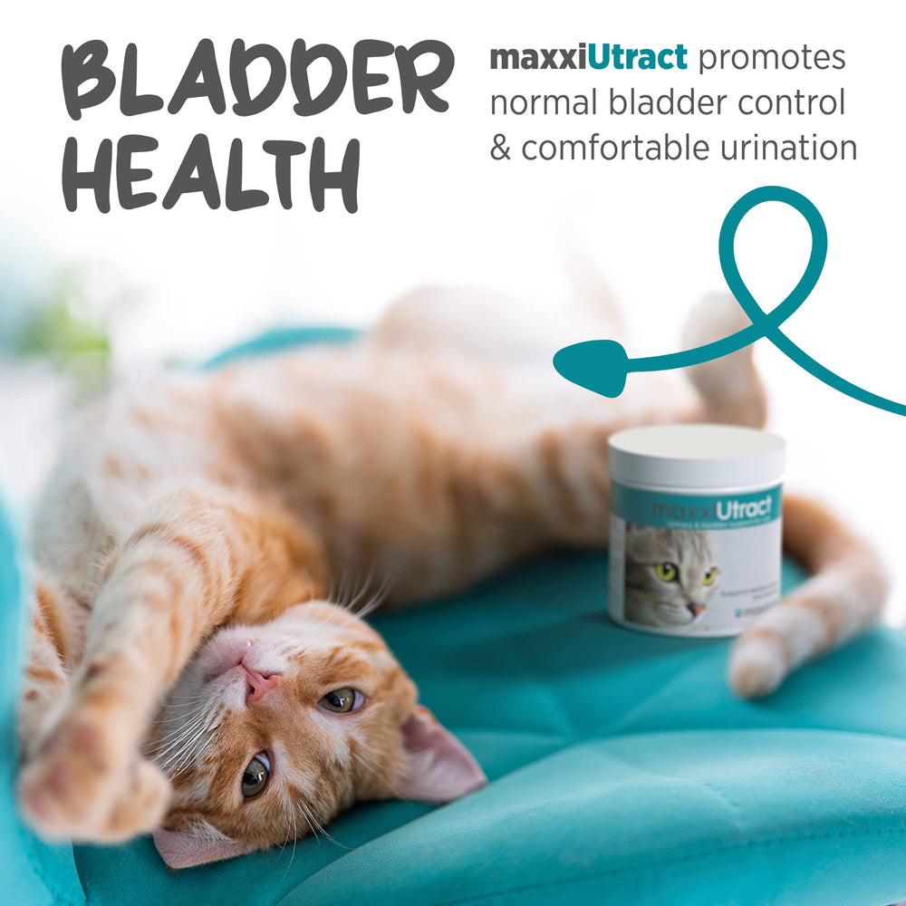 maxxipaws maxxiutract gato consumiendo plato, apoyo diario