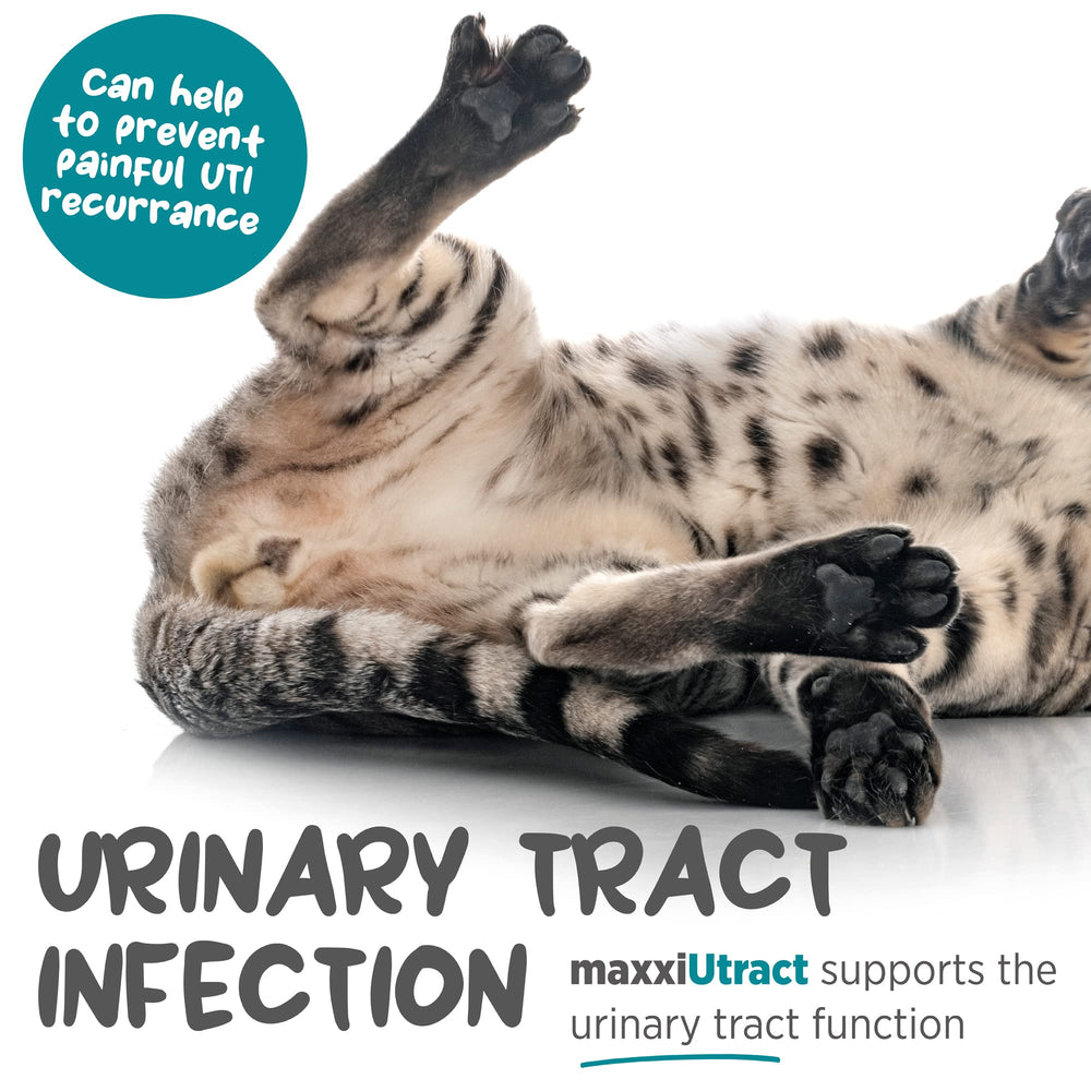 maxxipaws maxxiutract mezcla en alimento para gatos, sabor suave