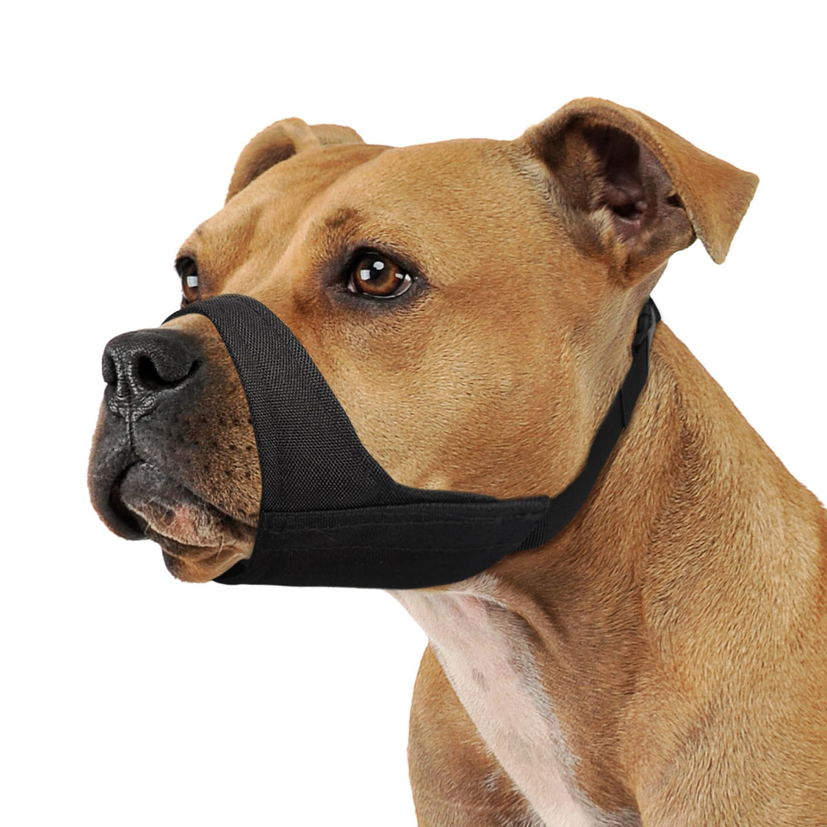 Bozal Mayerzon para perro de morro corto con ajuste perfecto para paseos seguros.