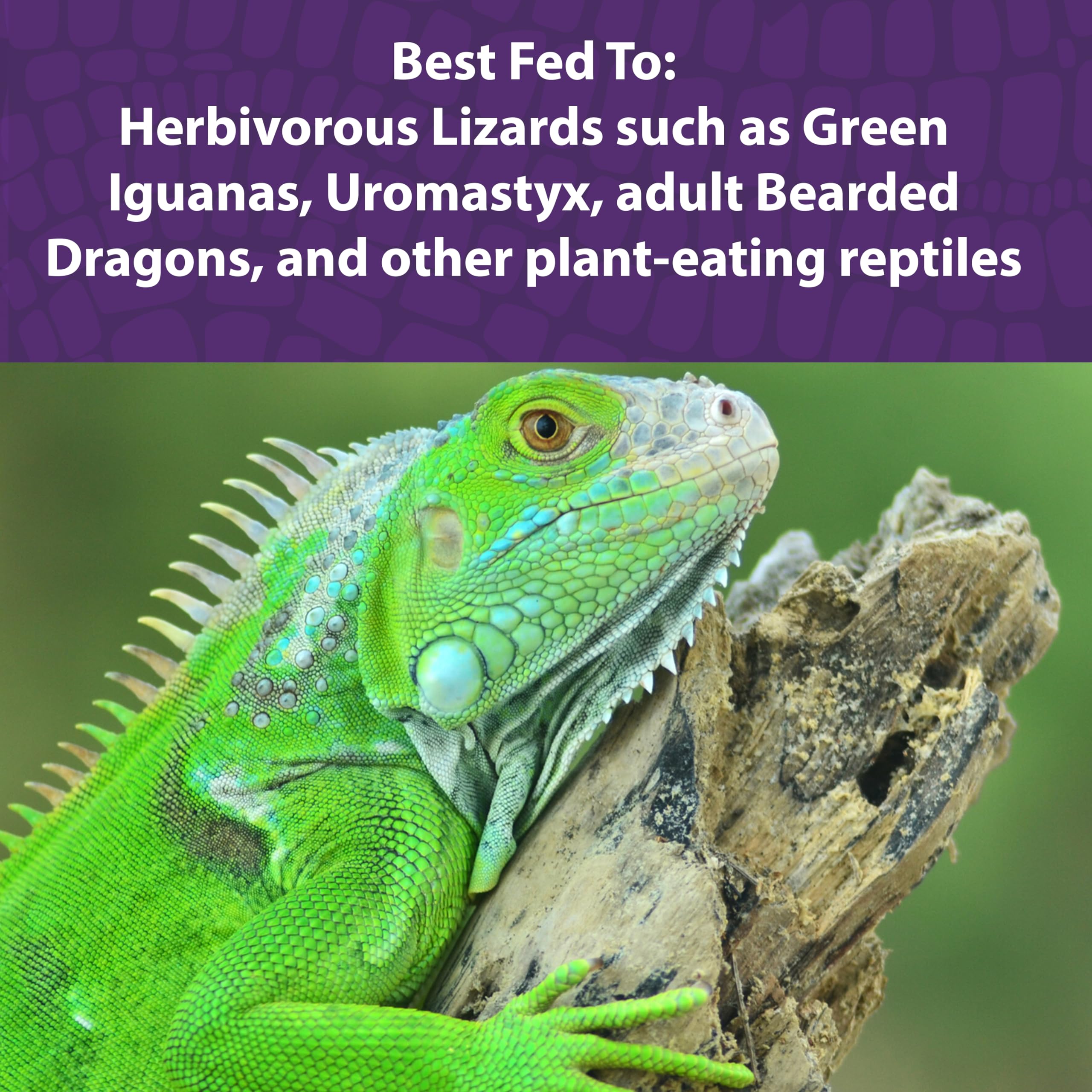 Iguana comiendo Mazuri: dieta balanceada para reptiles herbívoros.