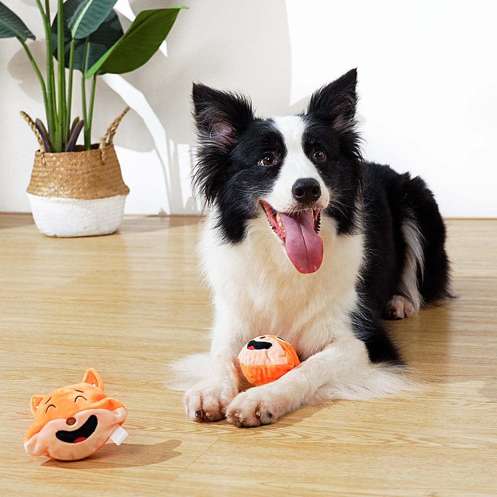 Mejawump ayuda a promover higiene dental en perros durante el juego supervisado.
