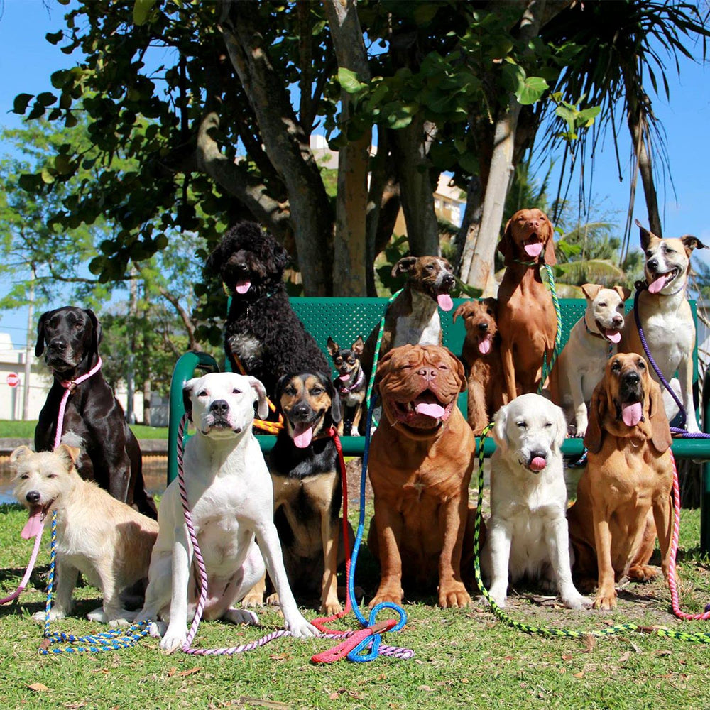 Mendota Slip Leash hecho en Estados Unidos con materiales premium