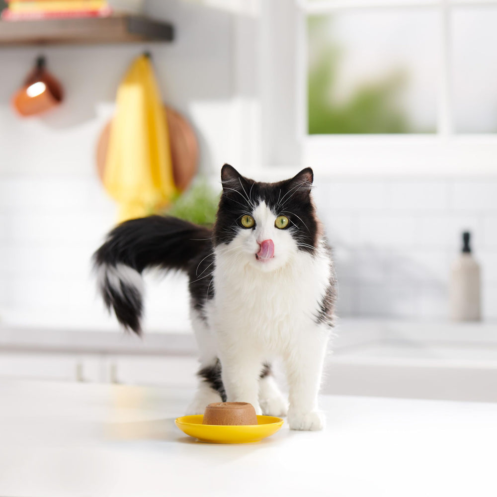 Paté en Gravy Meow Mix pollo y atún, textura suave para comer.