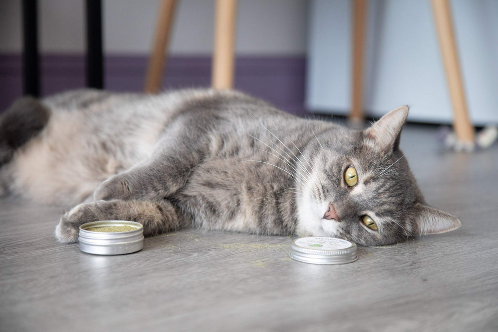 Meowy Janes Catnip Keef, polvo en superficie, perfecta para reforzar momentos de exploración segura.