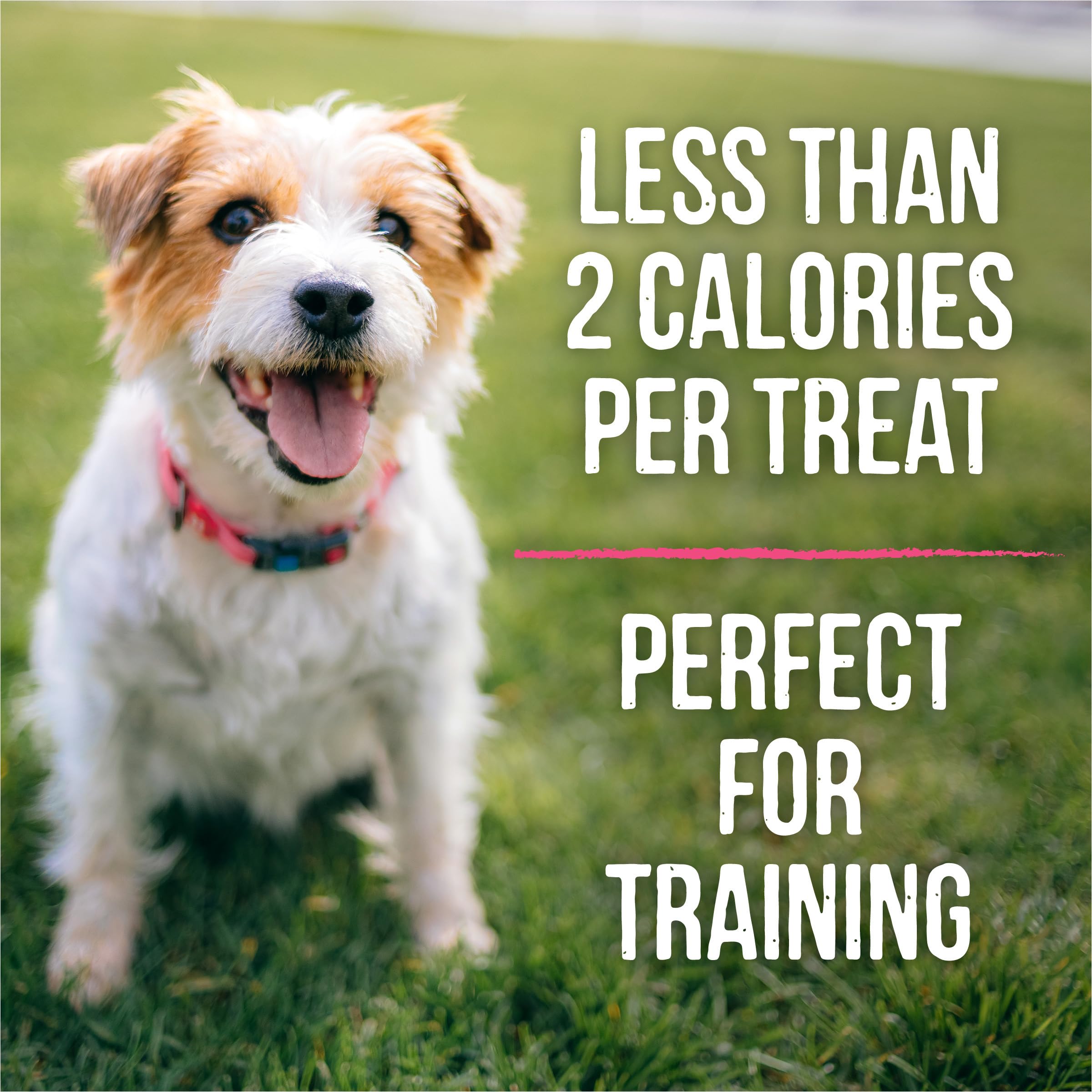 Formas divertidas de Merrick Lil’ Plates para perros pequeños