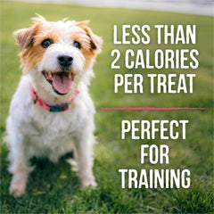Formas divertidas de Merrick Lil’ Plates para perros pequeños