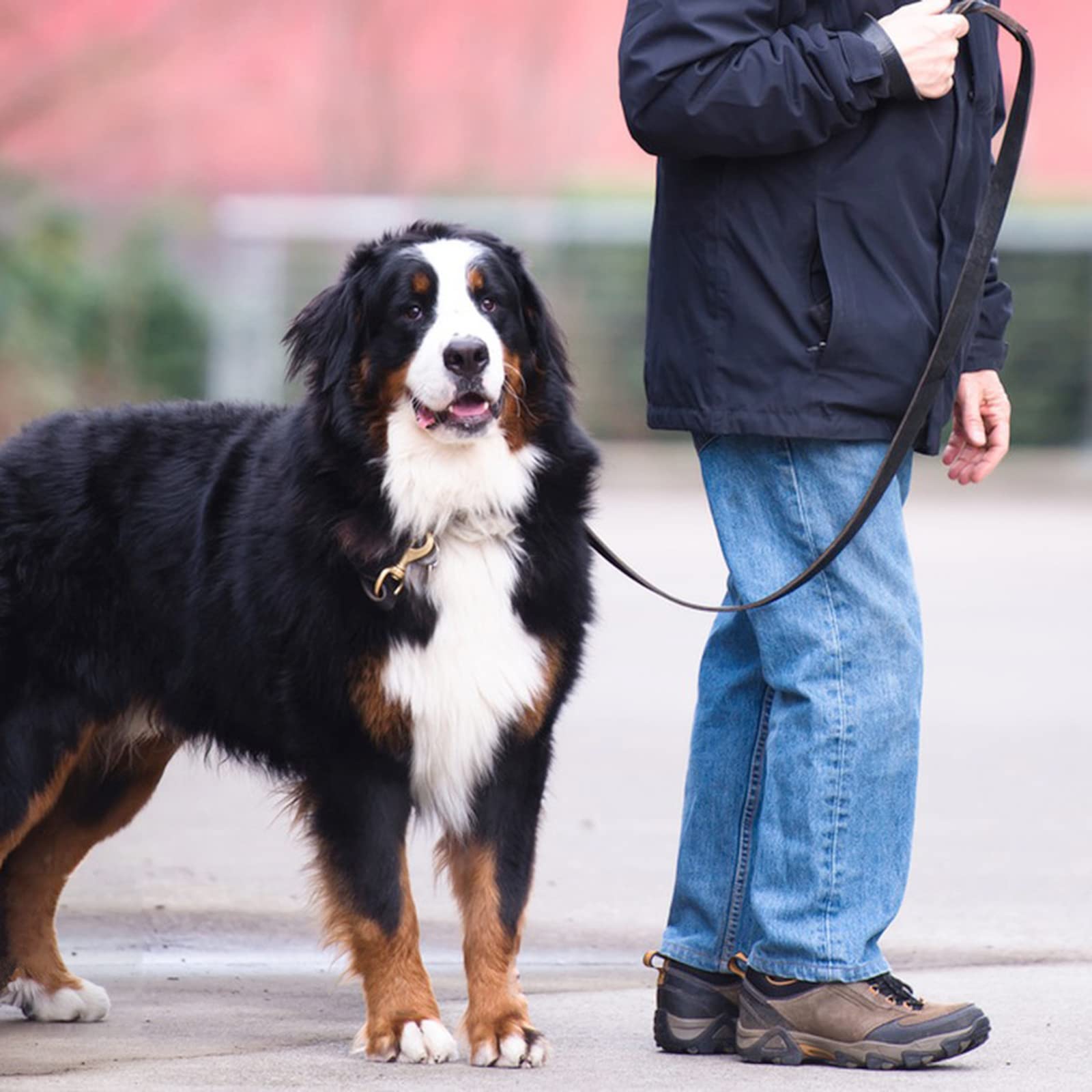 Meruogkar correa cuero duradera para perros y estilo