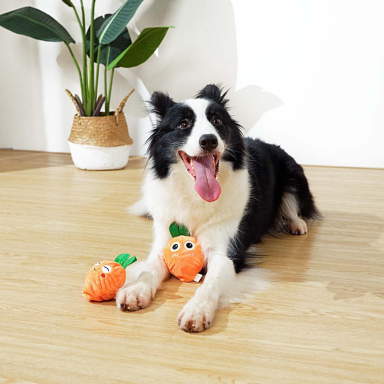 MewaJump juguete para perros pequeños y medianos, ligero y duradero.
