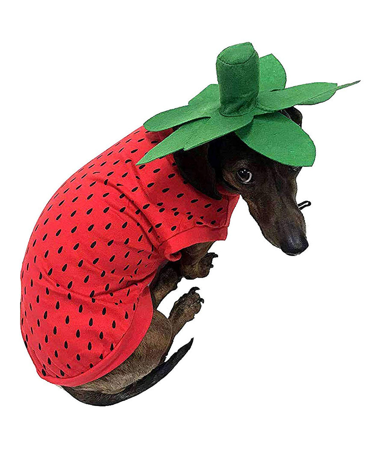 Midlee disfraz de fresa para perro Mediano, perfecto para fiestas y Halloween