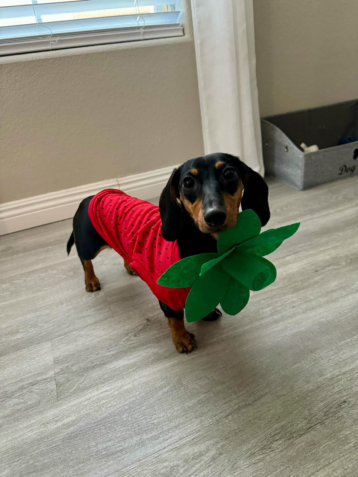 Midlee disfraz de fresa para perro Mediano, ideal para eventos y fiestas