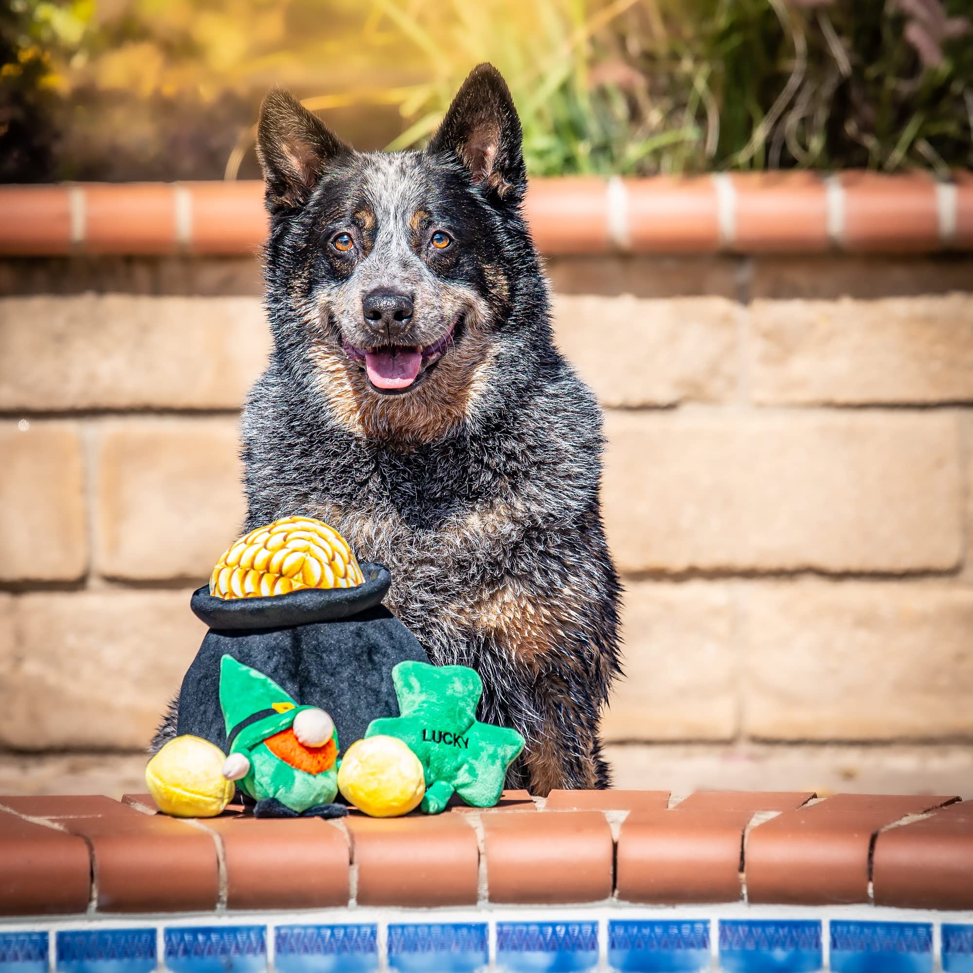 Midlee Hide-A-Toy Juego interior para perros pequeños, texturas suaves y sorpresas.