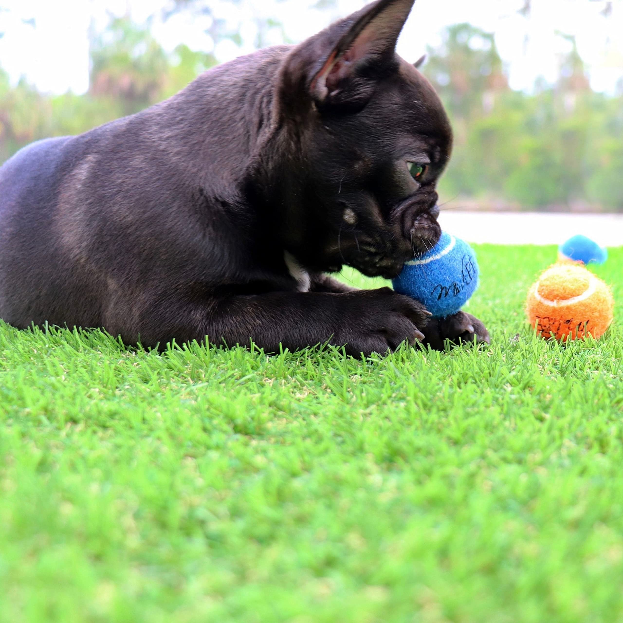 Midlee pelotas tenis mini aptas para lanzadores automáticos, ideal para sesiones de juego al exterior