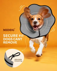 MIDOG cono para evitar lamer heridas durante la recuperación.