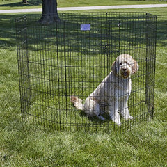 Pen de ejercicio de 16 pies cuadrados de MidWest ideal para perros grandes en casa.