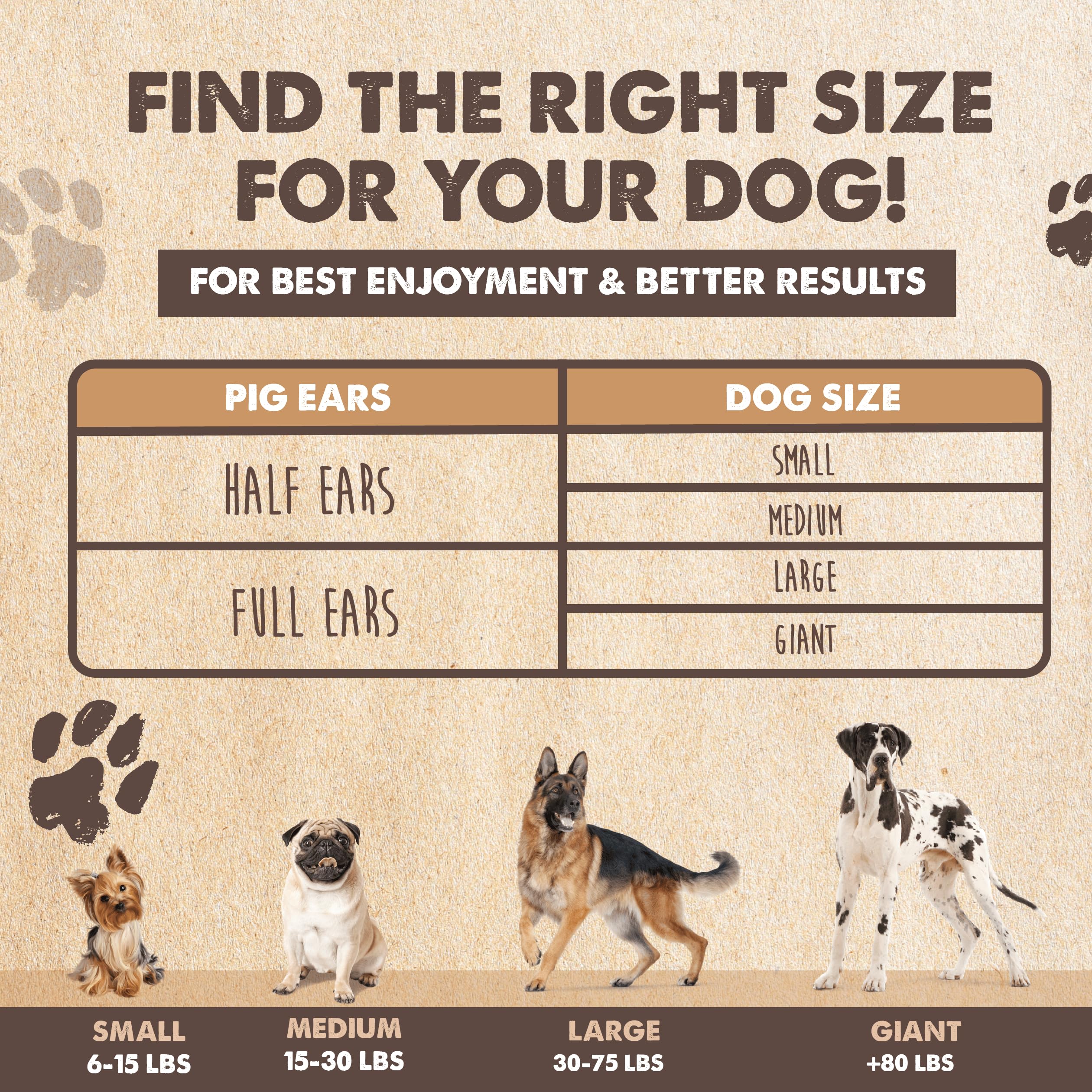 Mighty Paw apoyo dental mediante la masticación de orejas de cerdo.
